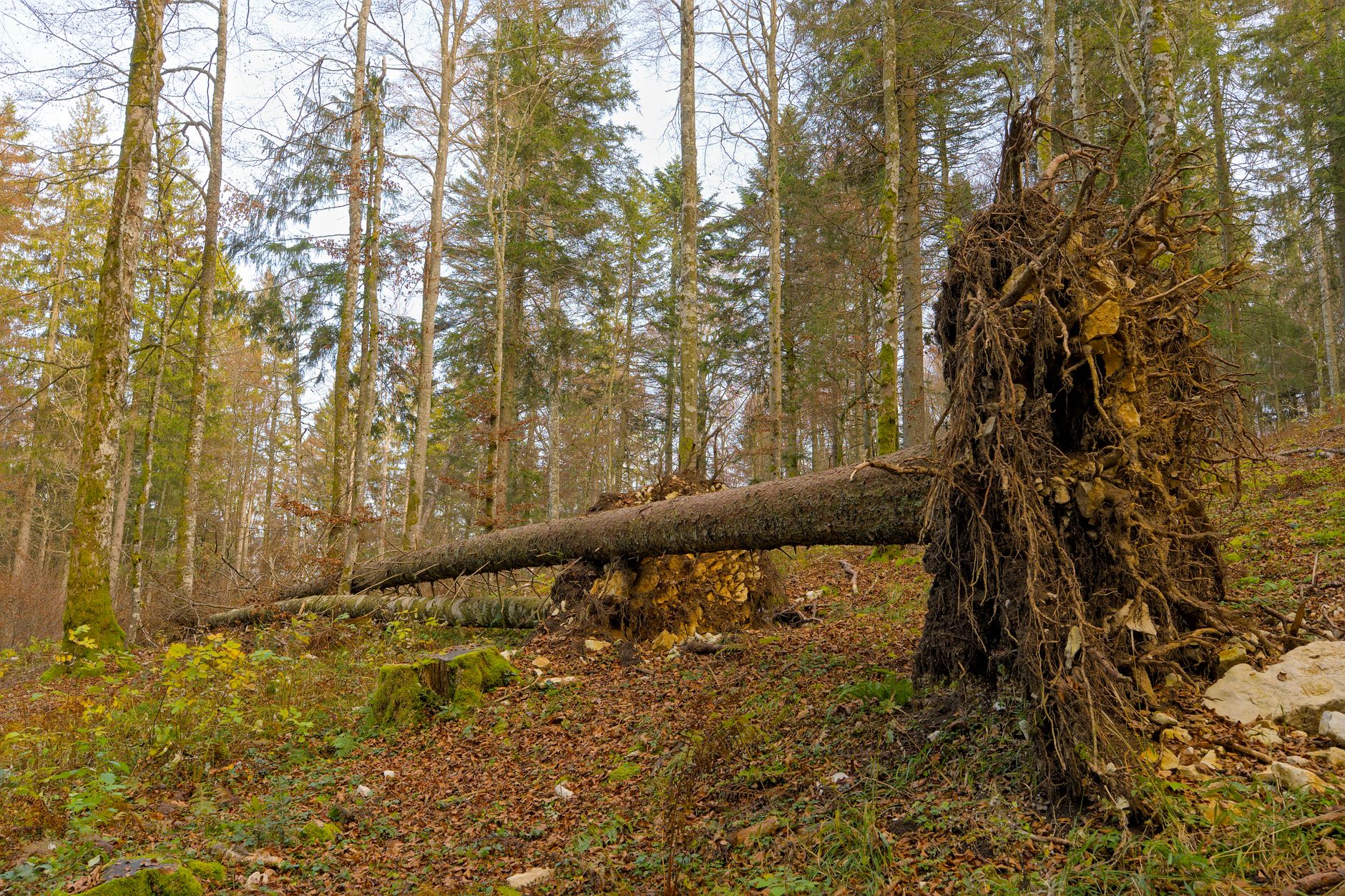 Enlèvement arbre urgence à Sens